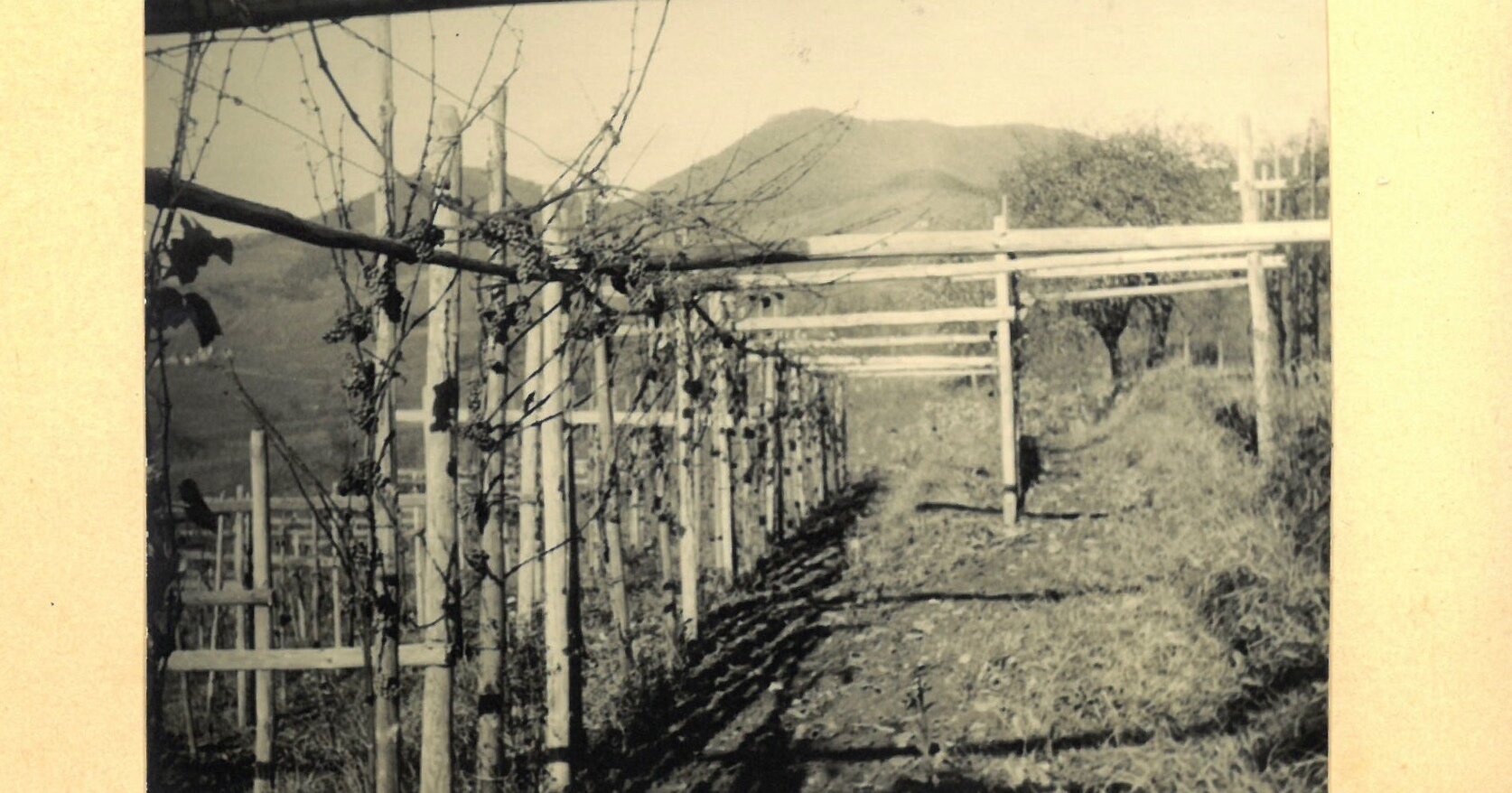 Geschichte Ökonomierat Rebholz Oekonomierat Rebholz